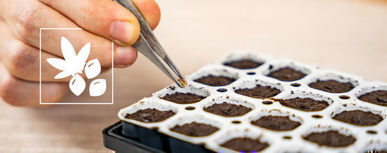 How To Germinate Cannabis Seeds With A Smart Start Kit
