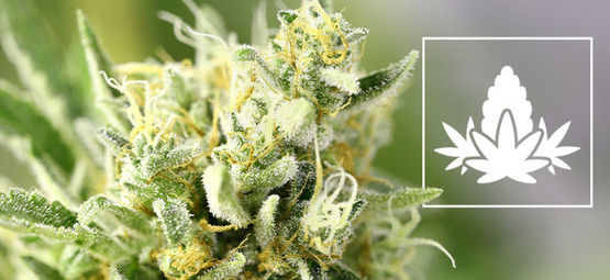 The Flowering Phase Of Cannabis Cultivation