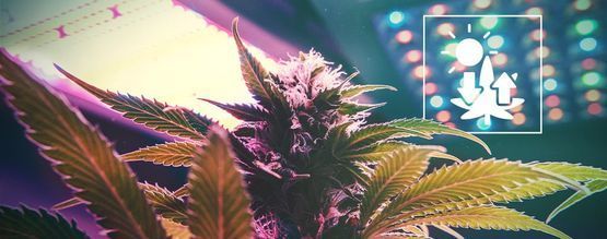 Cannabis And Photosynthesis