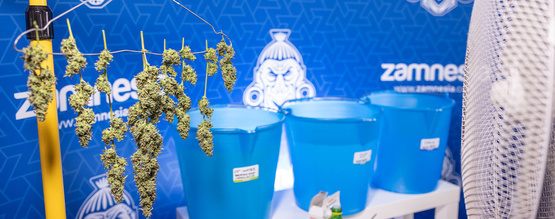Bud washing: What is it and why should you do it? 