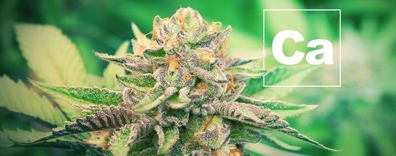 Calcium And Cannabis Plants
