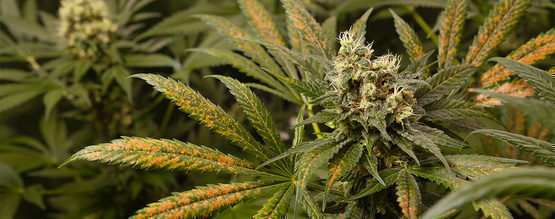 Calcium deficiency in cannabis plants