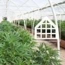 Why You Should Grow Cannabis In A Greenhouse Or Conservatory