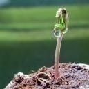 How to germinate cannabis seeds
