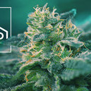 CBD-Rich Cannabis Strains