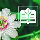 Passionflower: Everything You Need To Know