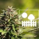 Growing Cannabis in a Garden or Backyard