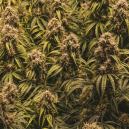 The secrets of the SOG method revealed