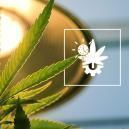 How Much Light Should You Give Autoflowers