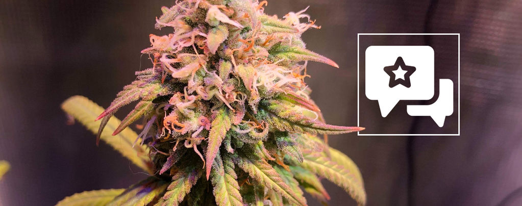 Strain Review: Shining Silver Haze (Royal Queen Seeds)