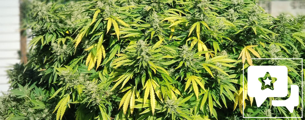Strain Review: Critical Kush