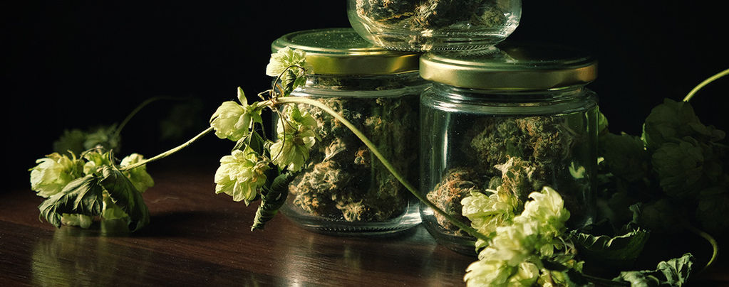 The Surprising Connection Between Cannabis And Hops