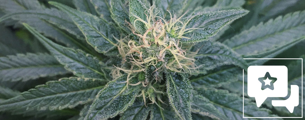 Strain Review: Royal Medic From Royal Queen Seeds