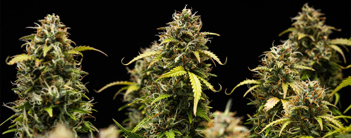 Top 10 mellow cannabis strains