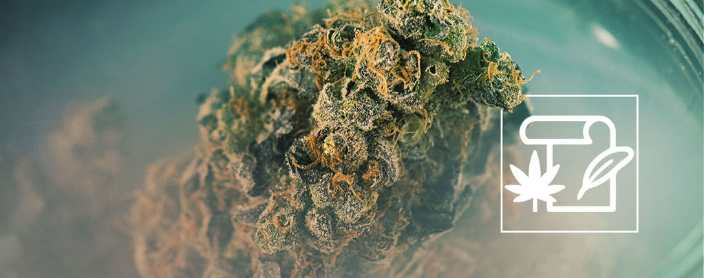 Skunk Cannabis