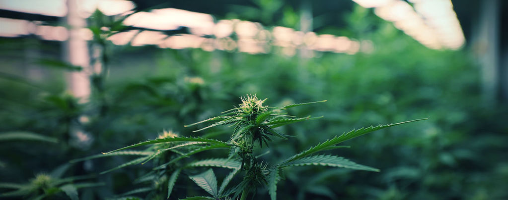 Using LED Grow Lights To Maximise Cannabis Yields