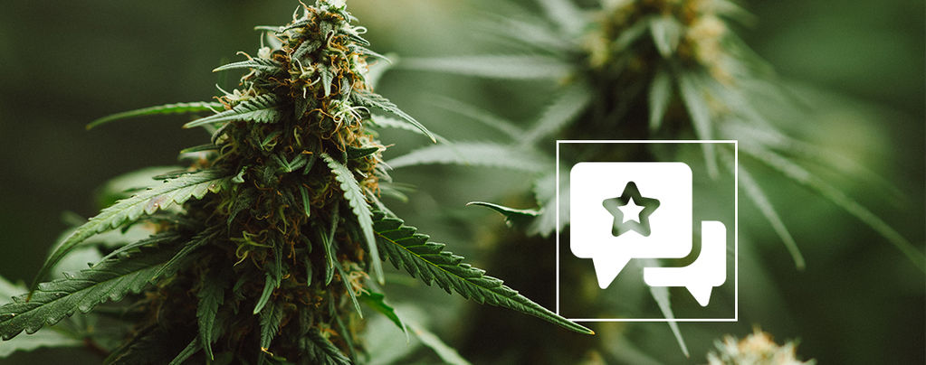 Cannabis Strain Review: Power Plant