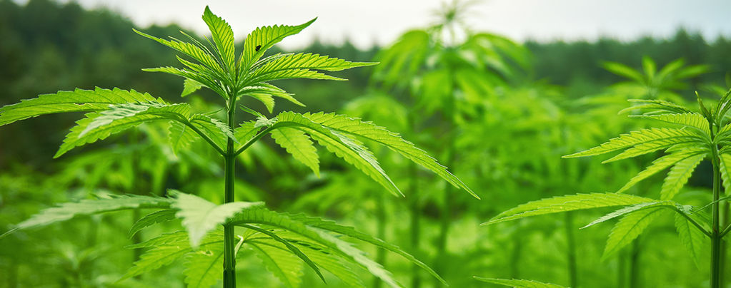 How To Have A Stress-Free And Successful Outdoor Stealth Grow