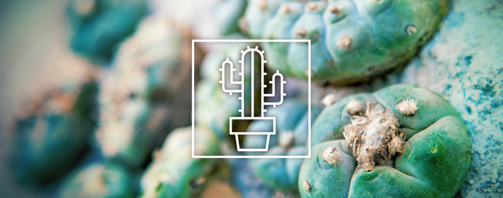 Mescaline Cacti