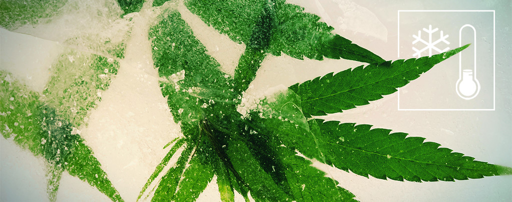 The Best Cannabis Seeds To Grow In Colder Climates