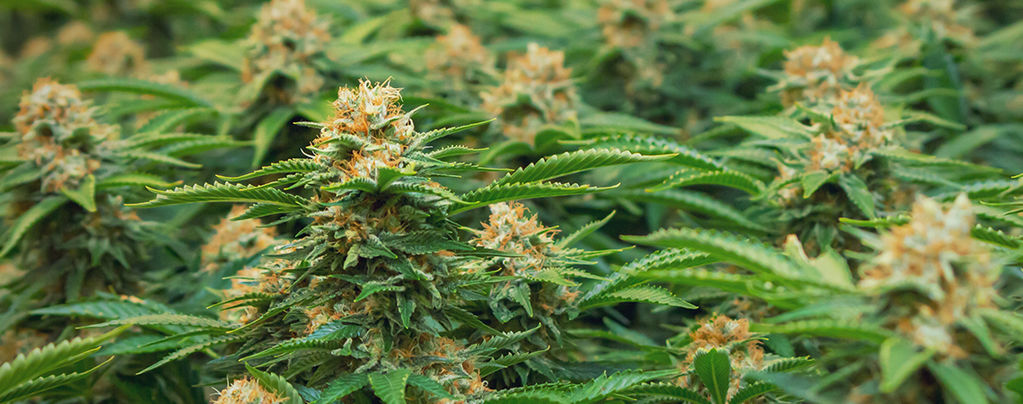 Philosopher Seeds Cannabis Strains For SOG