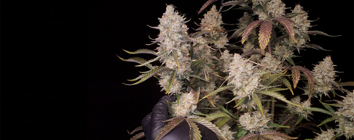 Top 5 high yielding autoflowering strains 