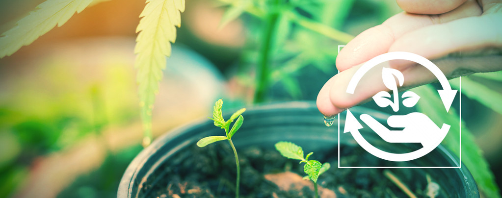 Stages Of Growing Cannabis