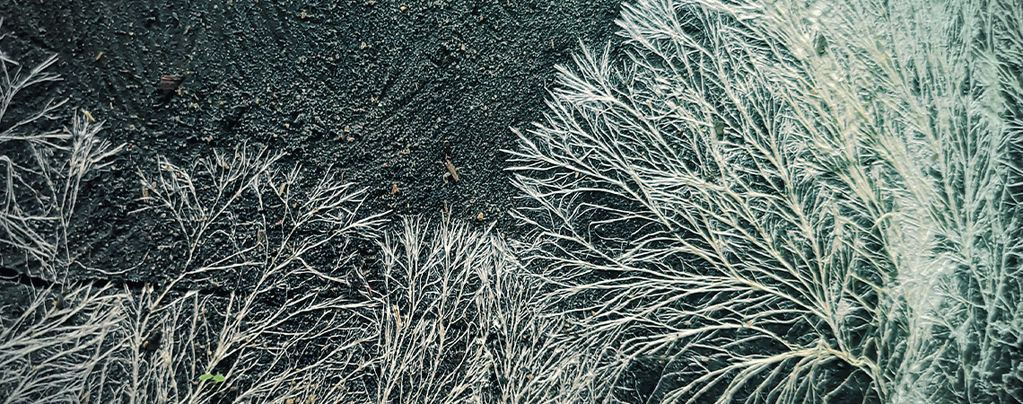 What Is Mycelium?