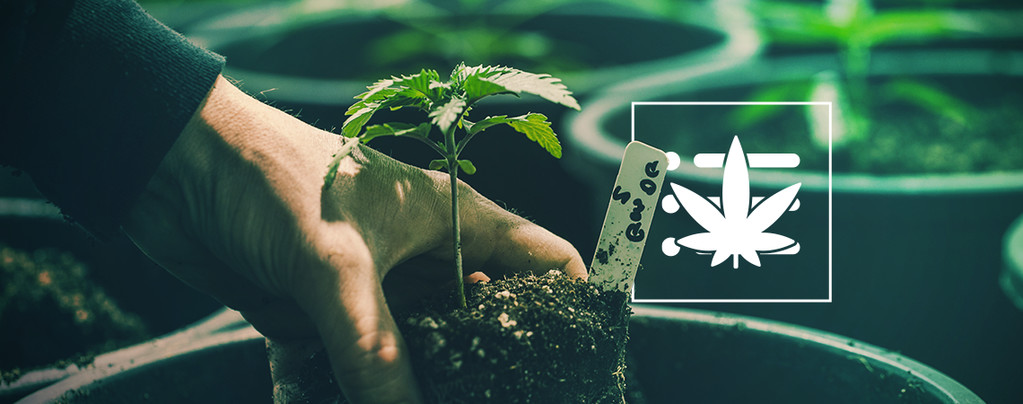 Your First Cannabis Plant
