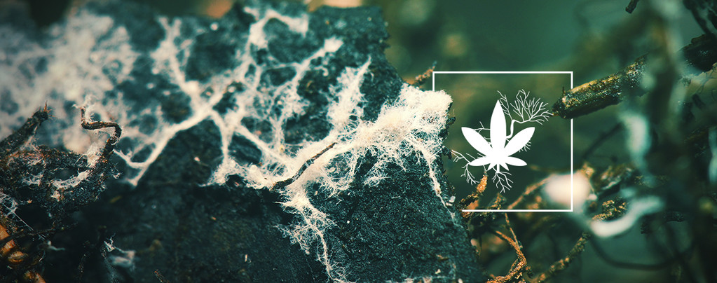 Easy Roots Mycorrhiza Mix