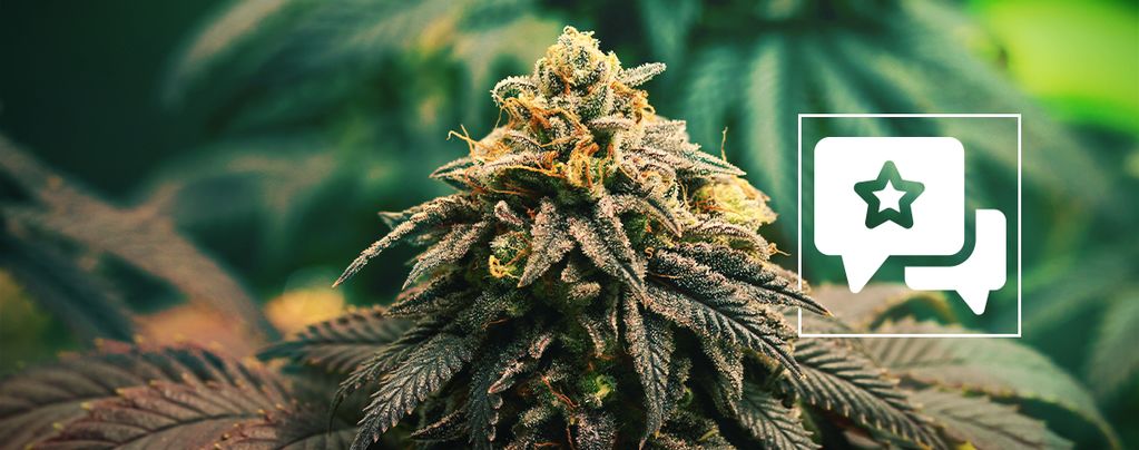 GG4 (Zamnesia Seeds) feminized