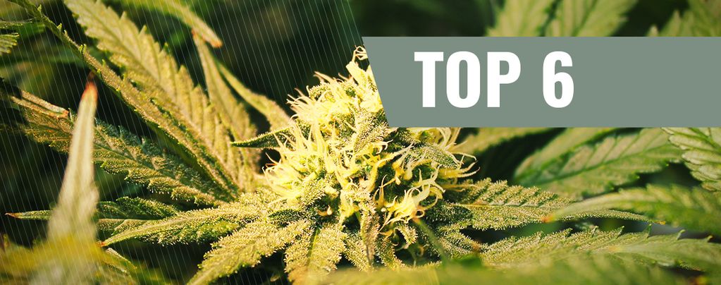 THCV Cannabis Strains