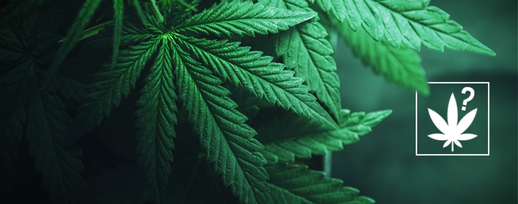What Is Cannabis?