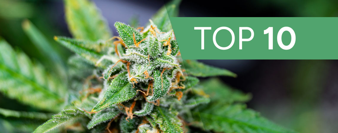 Fastest Autoflowering Cannabis Strains