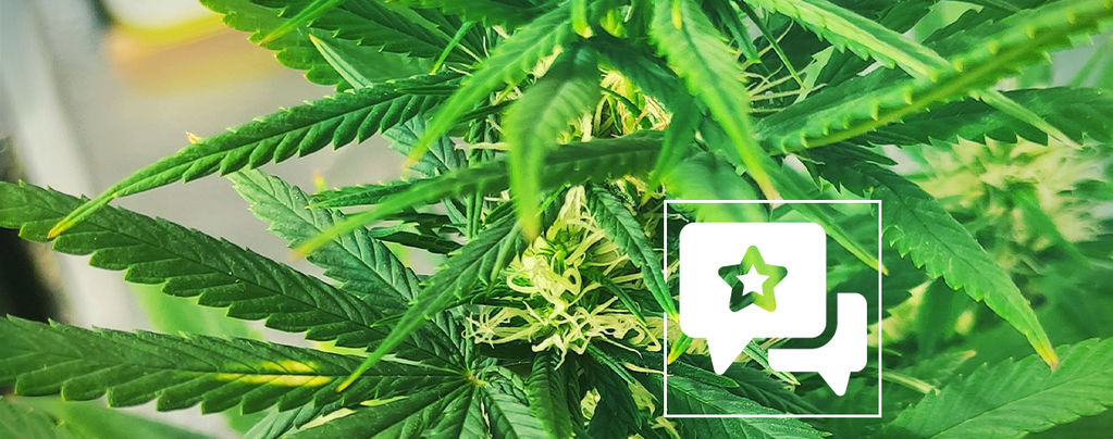 Strain Review: Kali Mist