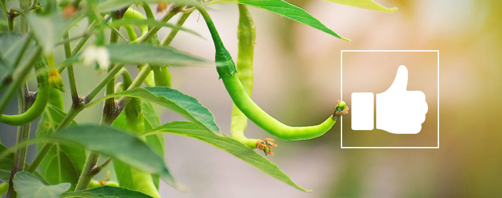 What Are The Benefits Of Hot Peppers?