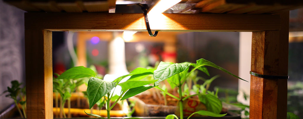 The Best Grow Lights For Hot Peppers