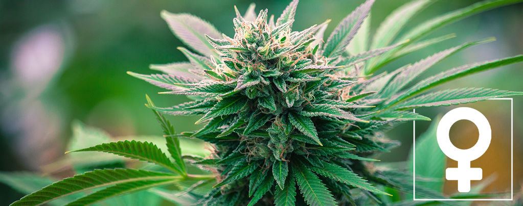 Top 10 Reasons To Grow Feminized