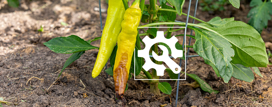 How To Deal With Hot Pepper Blossom-End Rot