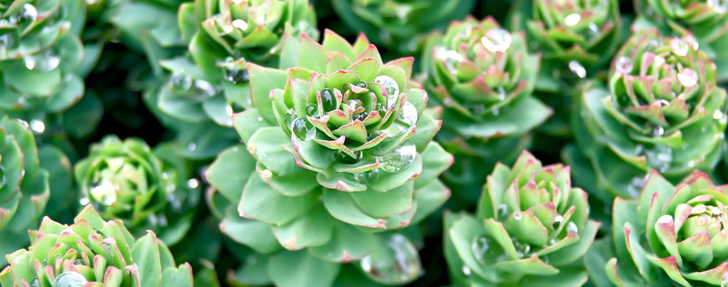The Complete Guide To Rhodiola