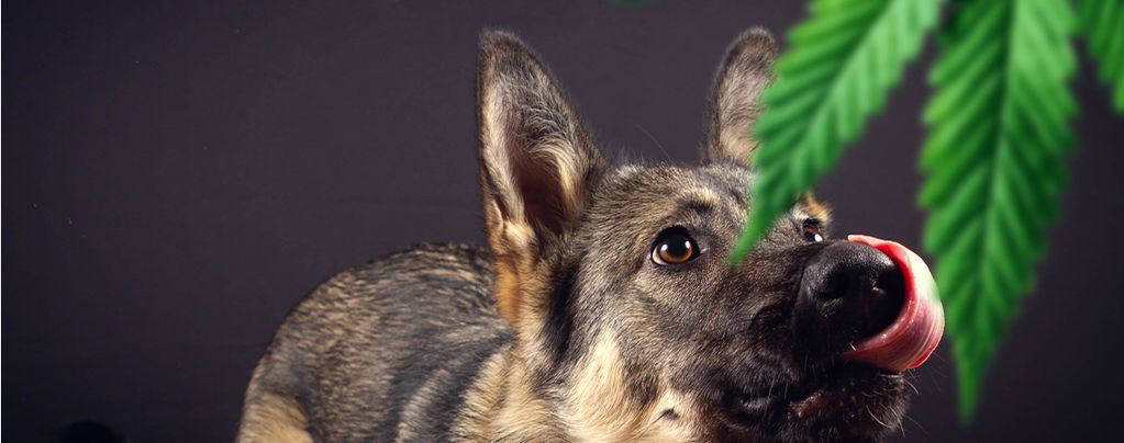 Should You Be Scared Of Detection Dogs?