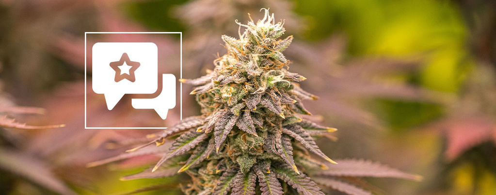 Jealousy: Cannabis Strain Review & Information