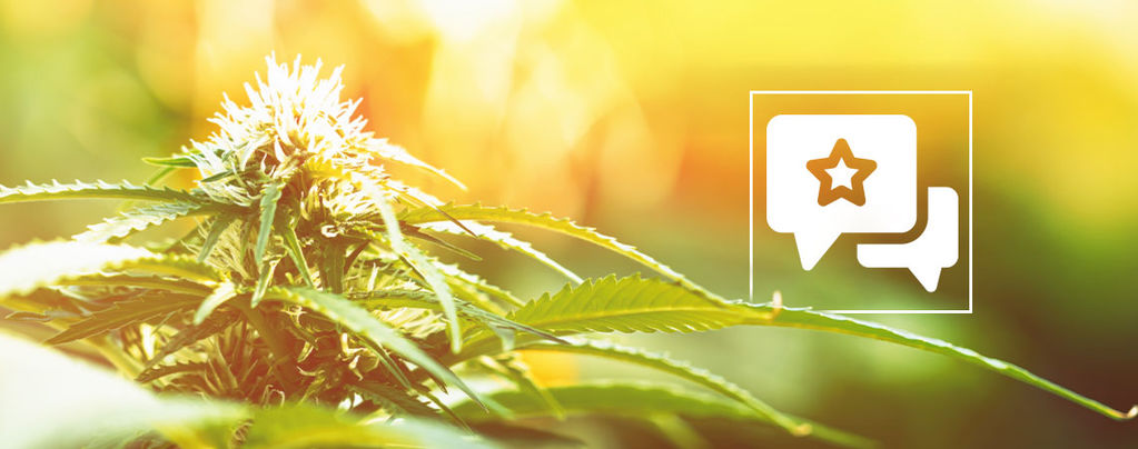 Biscotti: Cannabis Strain Review & Information