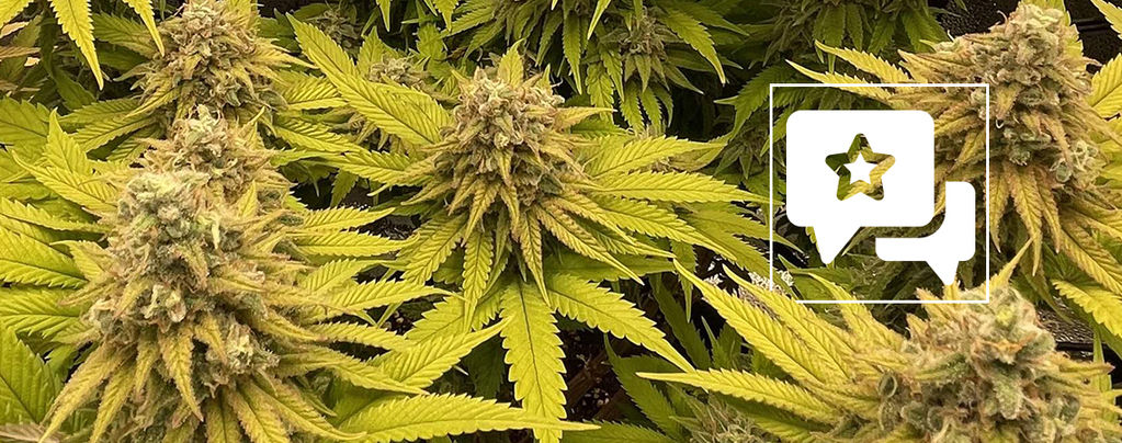 Strain Review: Kosher Kush
