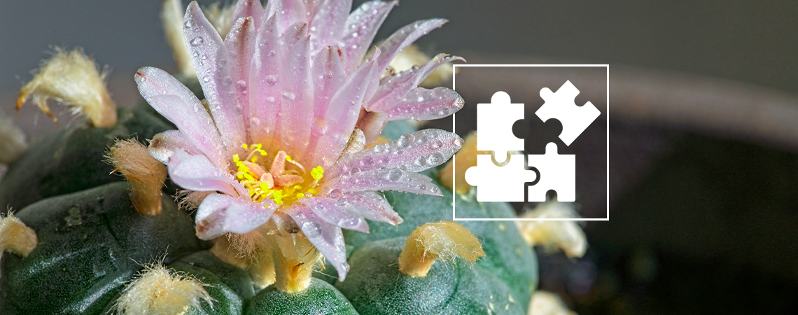 Microdosing Mescaline: What You Need To Know