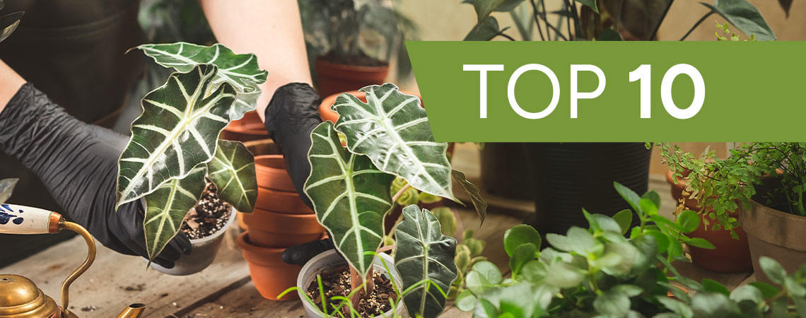 The Top 10 Ornamental Plants To Grow Indoors