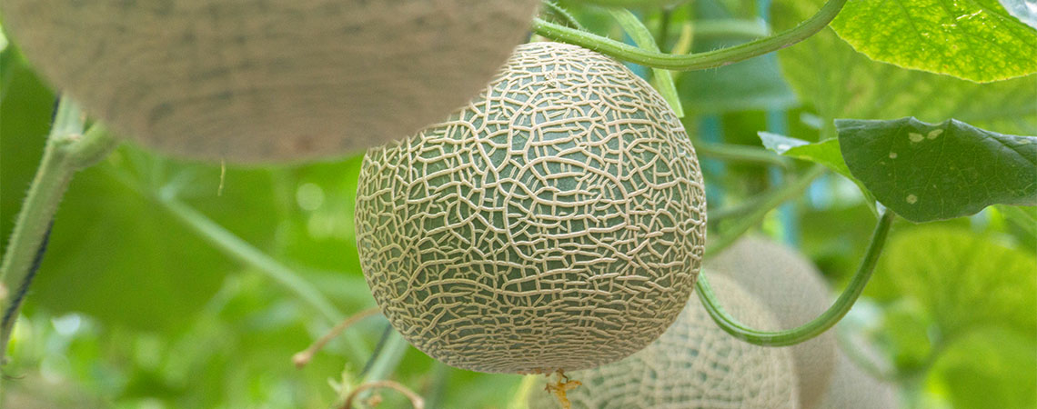 How To Grow Melons