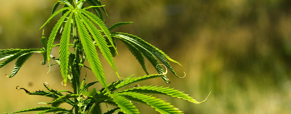 Fixing Upward Or Downward Curling Of Cannabis Leaves