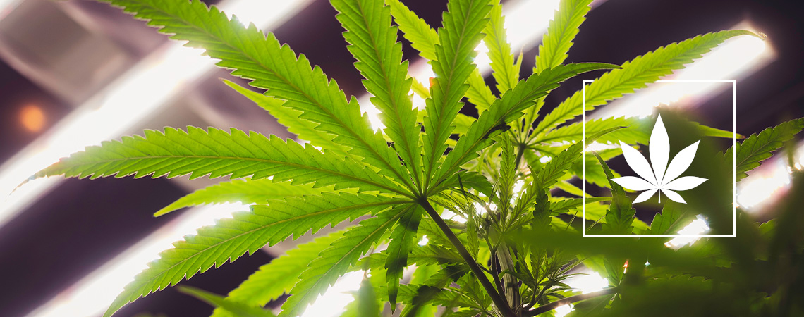 Are LEC Lights Good For Growing Cannabis?