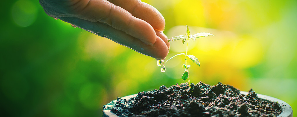 Compost Tea: The Natural Booster For Your Cannabis Plants